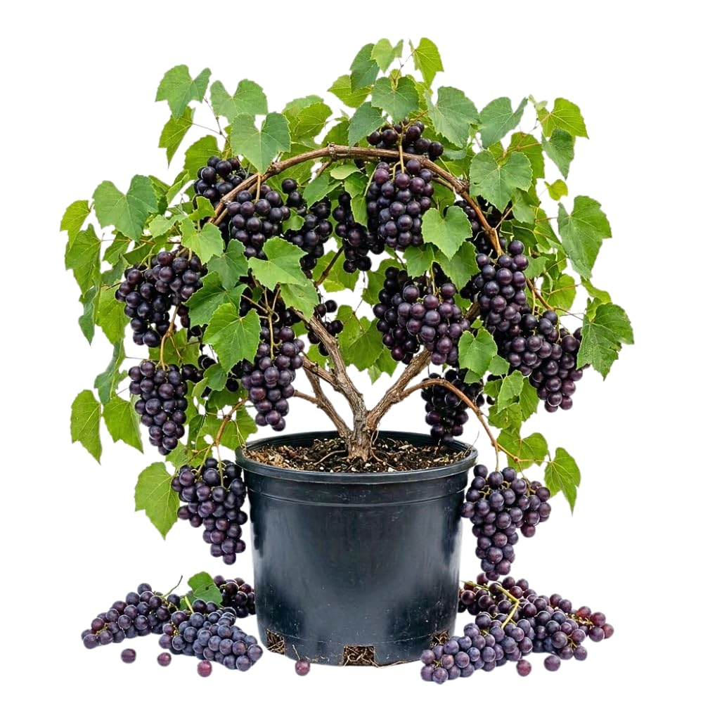 Live Muscadine Grape Tree Plant, 20-24" Tall in 1 Gallon Pot, Sweet Purple Grapes Fruit Tree, Hardy Fruit Vine for Outdoor Growing, No Ship to CA