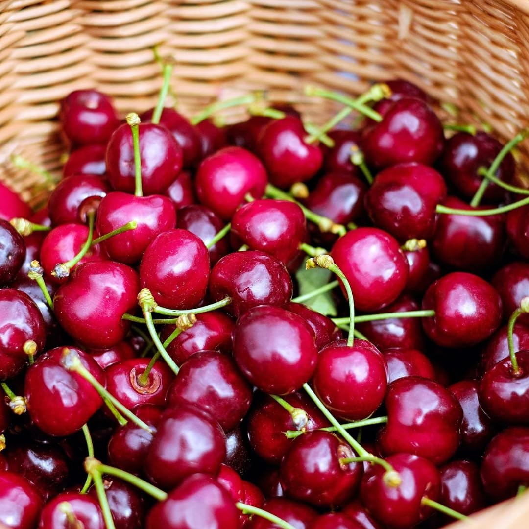 Cherry Tree Live Plant 3–4 Feet Tall in 3 Gallon Pot, Sweet Cherries Fruit Tree for Outdoor Growing, Cold Hardy Garden Tree, Ready to Plant, No CA (Bright Red Cherry)