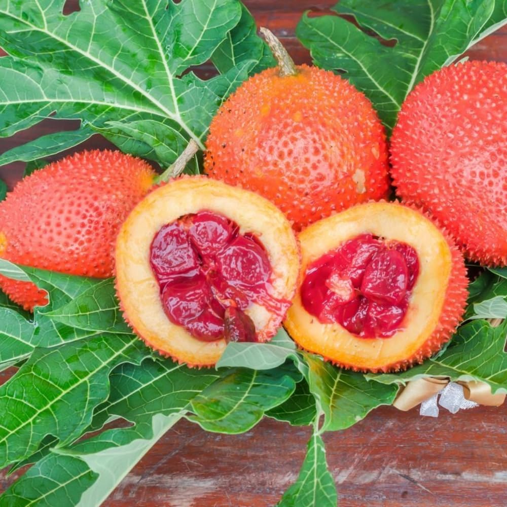 15 Rare Gac Fruit Seeds, Fast-Growing Melon Vine for Outdoor Planting, Tropical Fruit 6 Months Harvesting