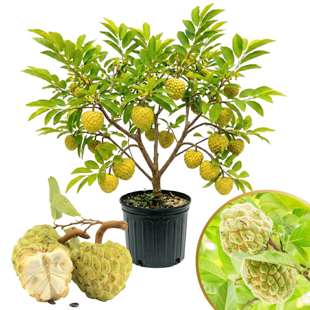 Yellow Sugar Apple Tree Live Plant in 3 Gallon Pot, Sugar Apple Fruit Trees Live Plants, Tropical Sweet Fruits, 2-3 Feet Tall, Ready for Home Orchard, No Ship to CA