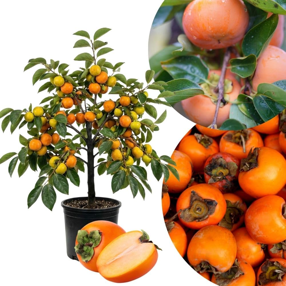 Live Sweet Persimmon Tree 3 to 4 Feet Tal, Persimmon Fruit Tree in 3 Gallon Pot, Well Rooted Garden Plant, No Ship to CA