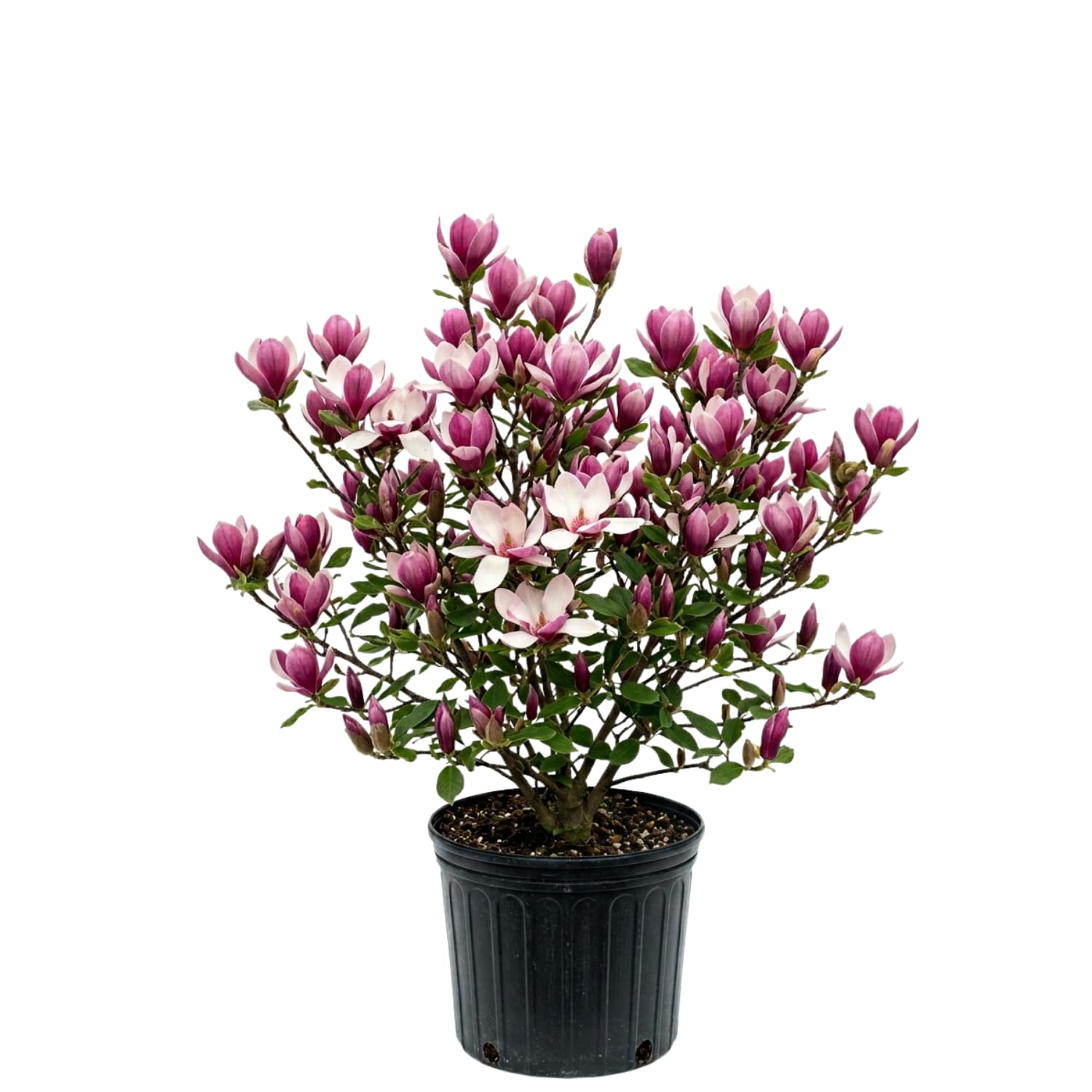 Jane Magnolia Live Plant, 3 Gallon Pot, 2–3 Ft Tall, Flowering Tree with Pink Purple Blooms for Patio or Landscape, No Ship to CA