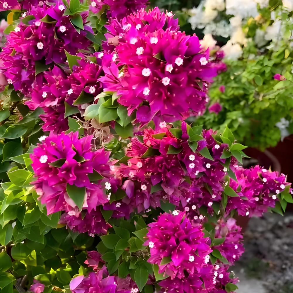 2 Bougainvillea Plants Live, Bougainvillea Flowering Vine Plant, Colorful Climbing Plants for Indoor Outdoor Garden 4-7 Inches (Deep Pink)