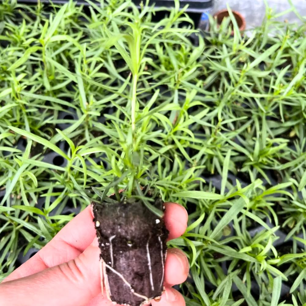 1 Tarragon Plant Live for Planting, Live Tarragon Herb Mint Plug 3 to 5 Inches Tall Home Garden