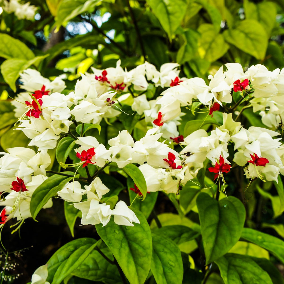 4 White Bleeding Heart Vines Plants Live, Starter Size 4-6" in Tall, Indoor Outdoor Growing Clerodendrum Fragrant Tree