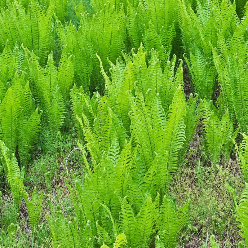Set 5 Ostrich Ferns Bare Roots, Ferns Live Plants 4-6 Inches, Hardy Ferns for Shade for Outdoor Garden
