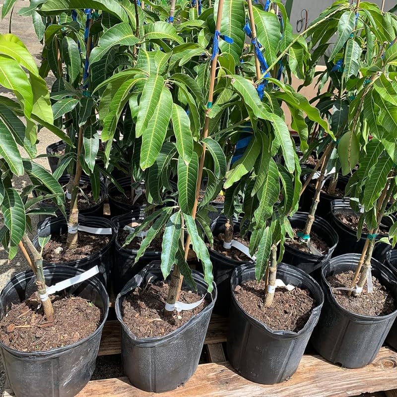 Very Sweet Mango Tree Live Plant for Planting, Grafted Mango Plant in 3 Gallon Pot, Fast Growing Tropical Fruit Tree Seedlings