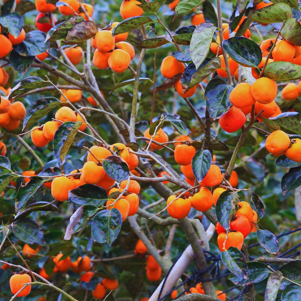 Set 2 Persimmon Tree Live Plant Bare Roots, 12 to 20 Inches Tall, Cold Hardy Fruit Persimmon Plant