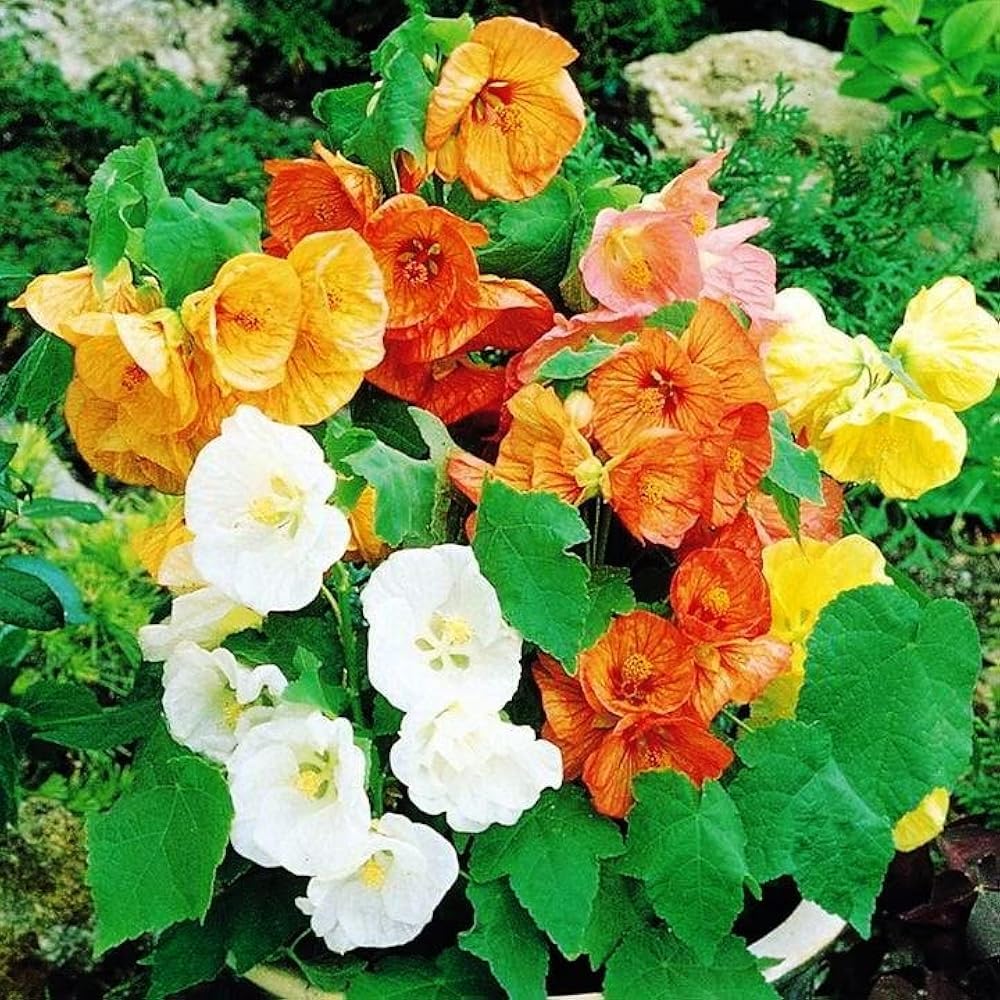 2 Mix Abutilon Plants Live, Trailing Abutilon Vine Hanging Lantern Flowers, 5-9 Inch Tall Indoor Outdoor