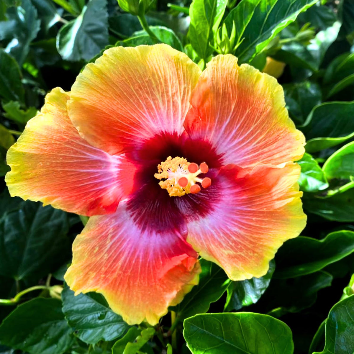 Hibiscus Plant Live, Clump of 8-12 Inch Tall, Hardy Hibiscus Tree Live Plant, Hibiscus Flowers Plant (Sunset Hibiscus)