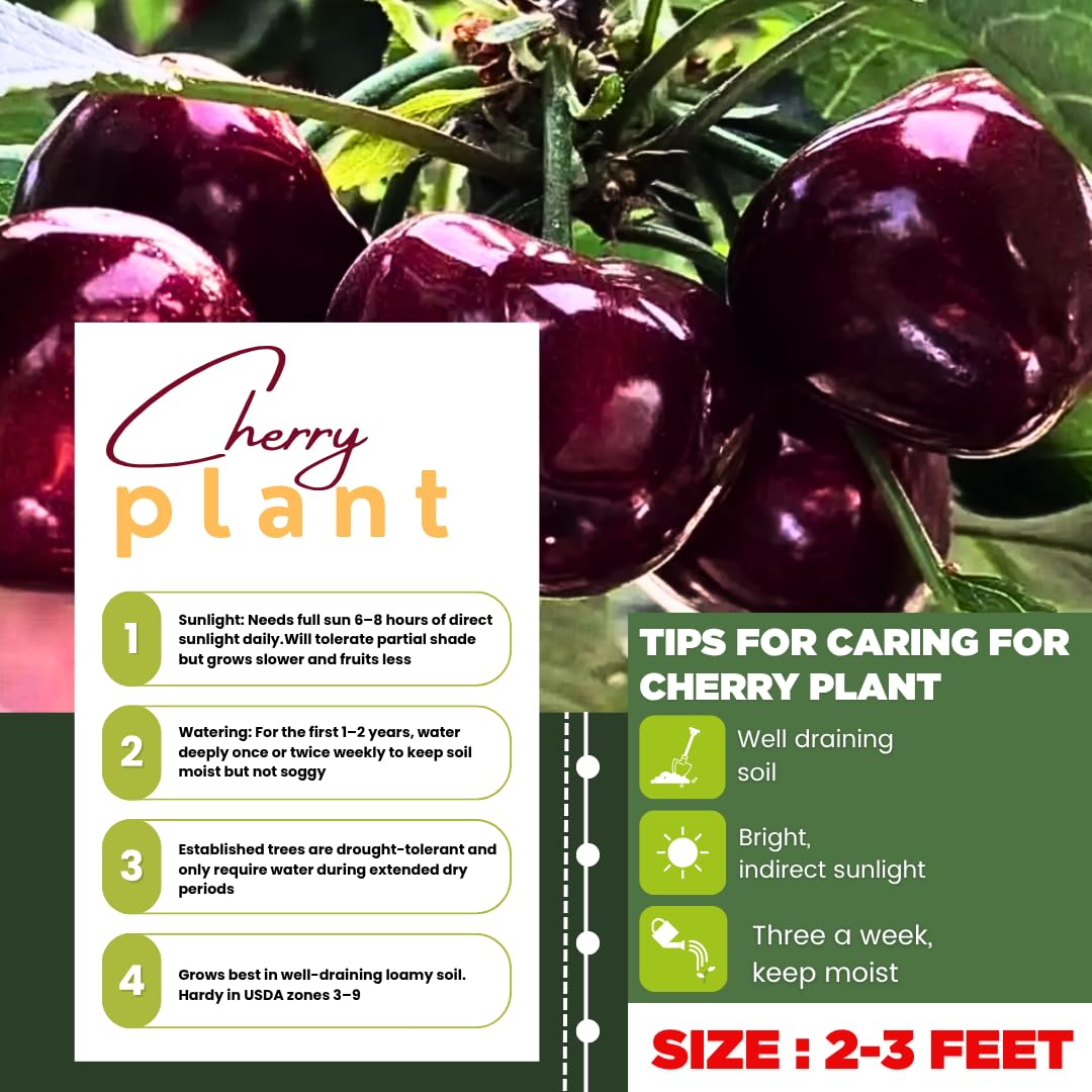 Cherry Trees Live Plants, Cold Hardy and Sweet Cherry Tree in 3 Gallon Pot, 2 to 3 Feet Tall, Cherries Fruit Plant for Outdoor Garden, No Ship to CA (Black)