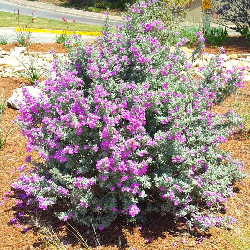 Sets 4 Texas Salvia Sage Plants Live for Spring Planting, Size 4-6" in Tall, Fast-Growing and Quick Flower, Perennial Fragrant Shrubs Bush