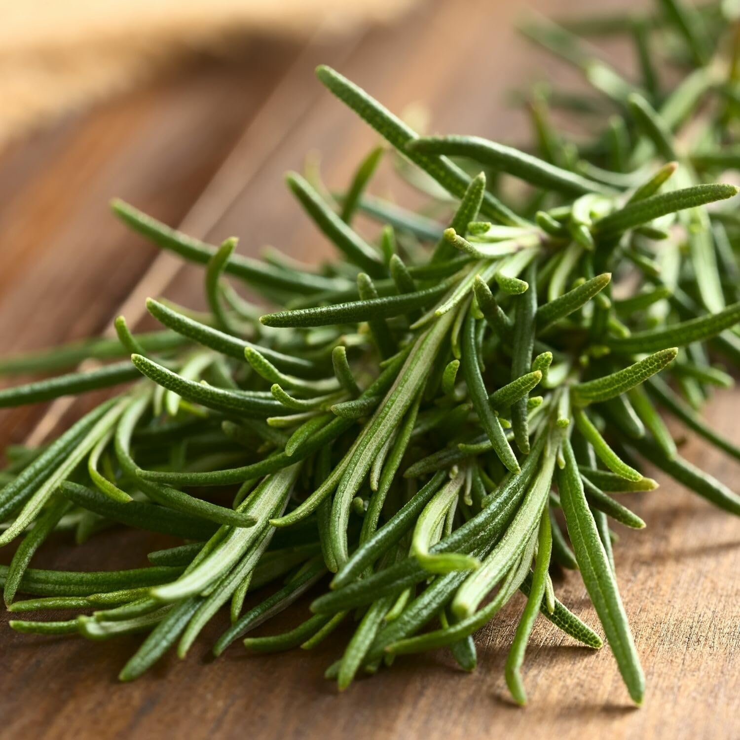 Set 6 of Rosemary Plants Live, Live Rosemary Herb Plants from 3 to 5 Inches Long