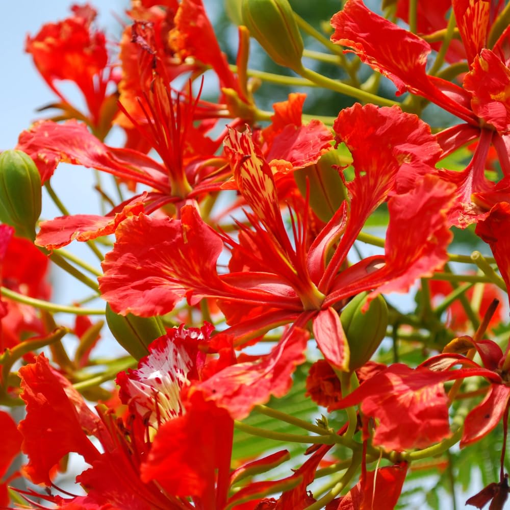 10 Royal Poinciana Seeds for Planting, Red Tropical Flamboyant Tree Seeds for Outdoor Landscapes