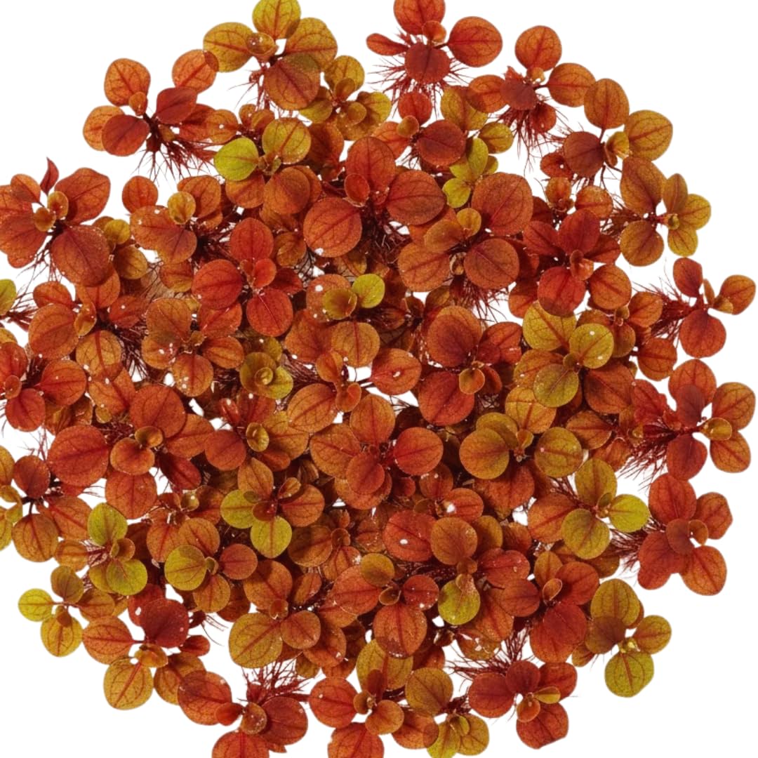 60 Red Root Floater Plants Live, Red Root Floater Live Plant, 4 to 6 Inches Tall, Aquatic Pond Plant