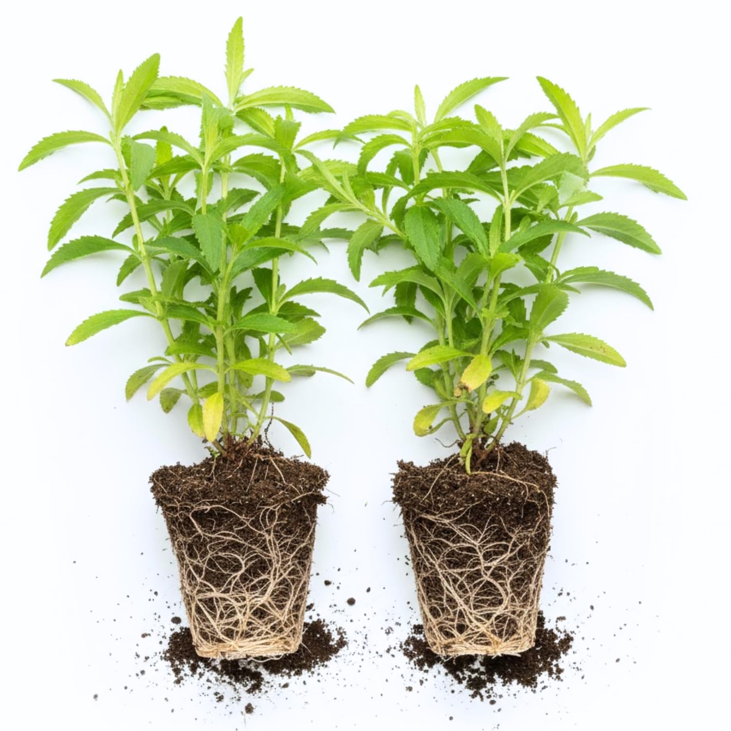 2 Stevia Plants Live Well Rooted in Plugs, Stevia Seedling Starter Plants, 4-6" Tall