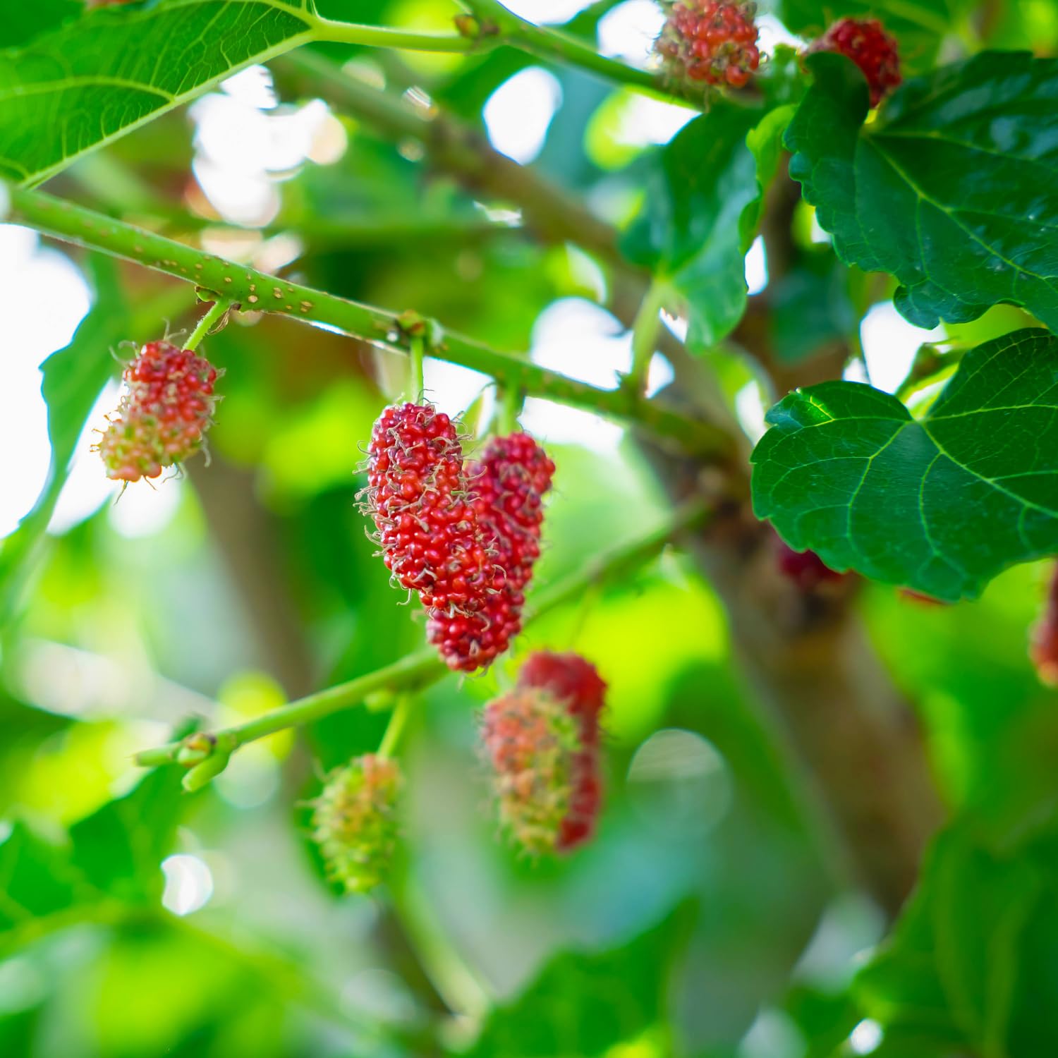 2-Pack Red Mulberry Plants Live, Mulberry Fruit Trees, Hardy Mulberry Trees Live Plants, Mulberry Seedlings, 5-9 Inch Tall