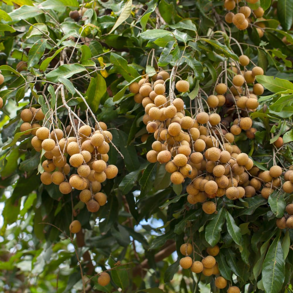 Longan Tree Live Plant, Longan Plants Well Rooted, Tropical Fruit Tree Outdoor Garden 2 Ft Tall in Gallon Pot, No Ship CA
