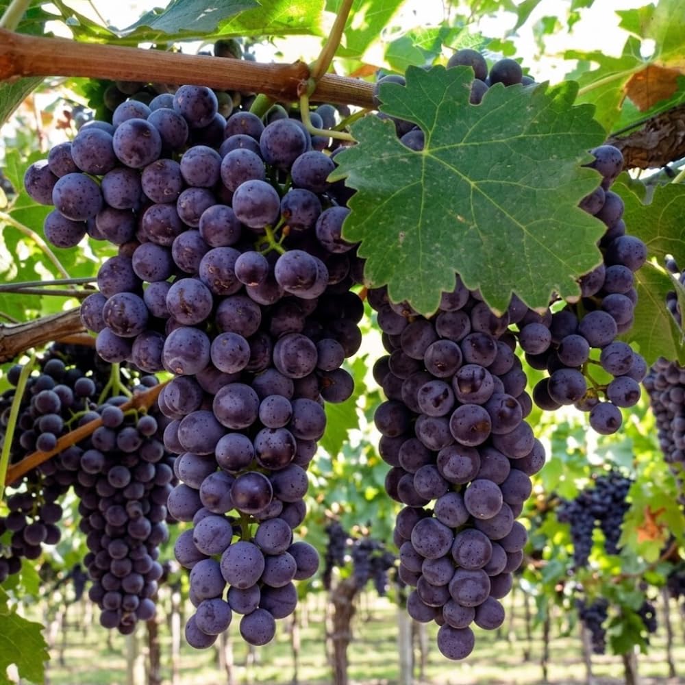 Muscadine Grapes Plant in 1 Gal Pot, Large Purple Muscadine Grape Vine, 20-24 Inc Tall, Hardy Fruit Grape Climbing Vine for Backyard Trellis, Fence, Well-Rooted, No Ship to CA