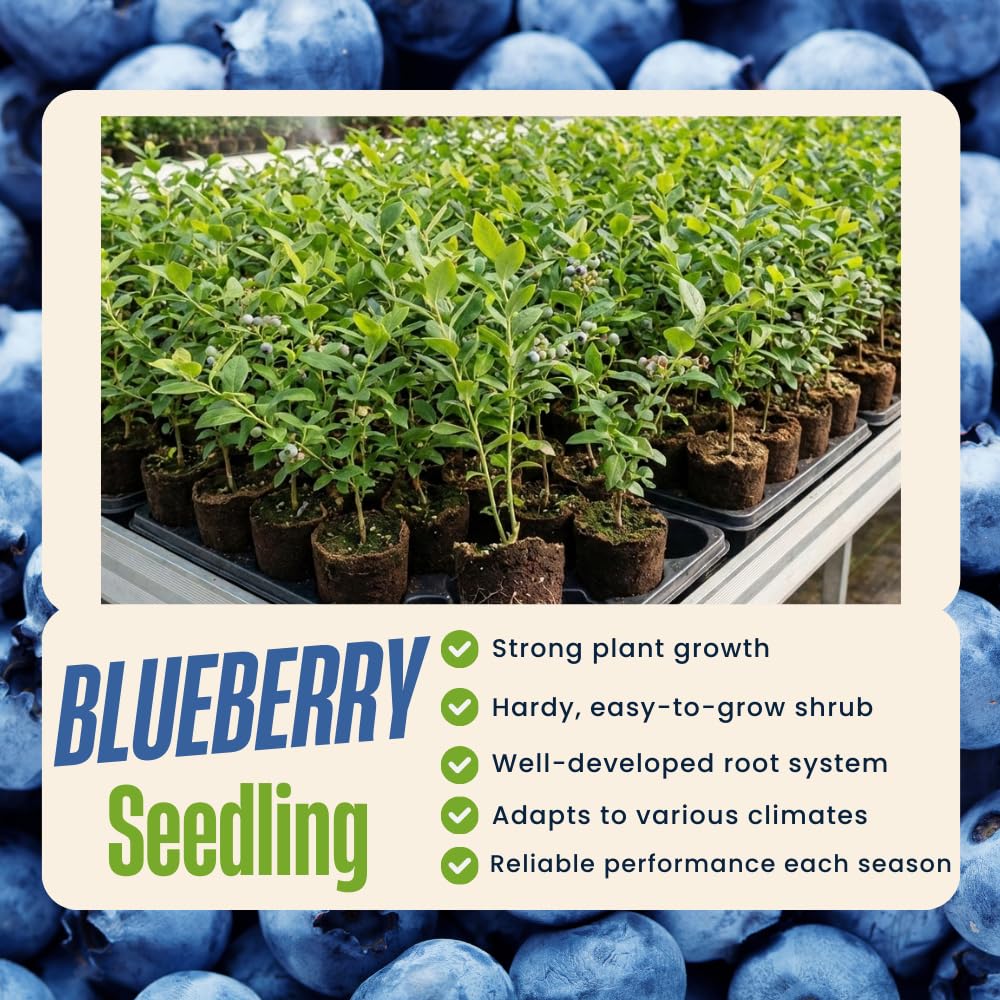 Set 2 Blueberry Bushes Live Plants, Blueberry Plants Live for Planting, Blueberry Fruit Trees, 5-9 Inch Tall (Sharpblue Blueberry)