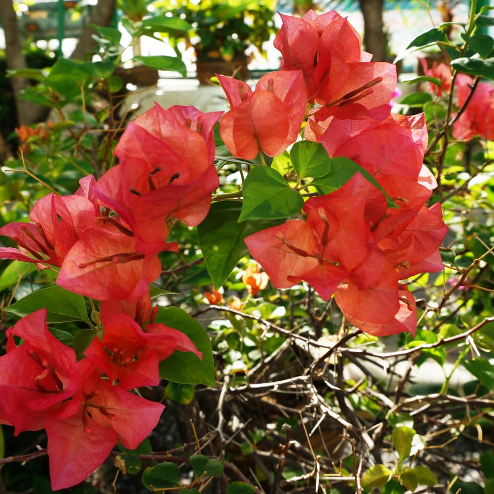 2 Orange Bougainvillea Plants Live, Bougainvillea Trees Flowers Plant for Planting Indoor Outdoor Garden, 5 to 9 Inches Tall
