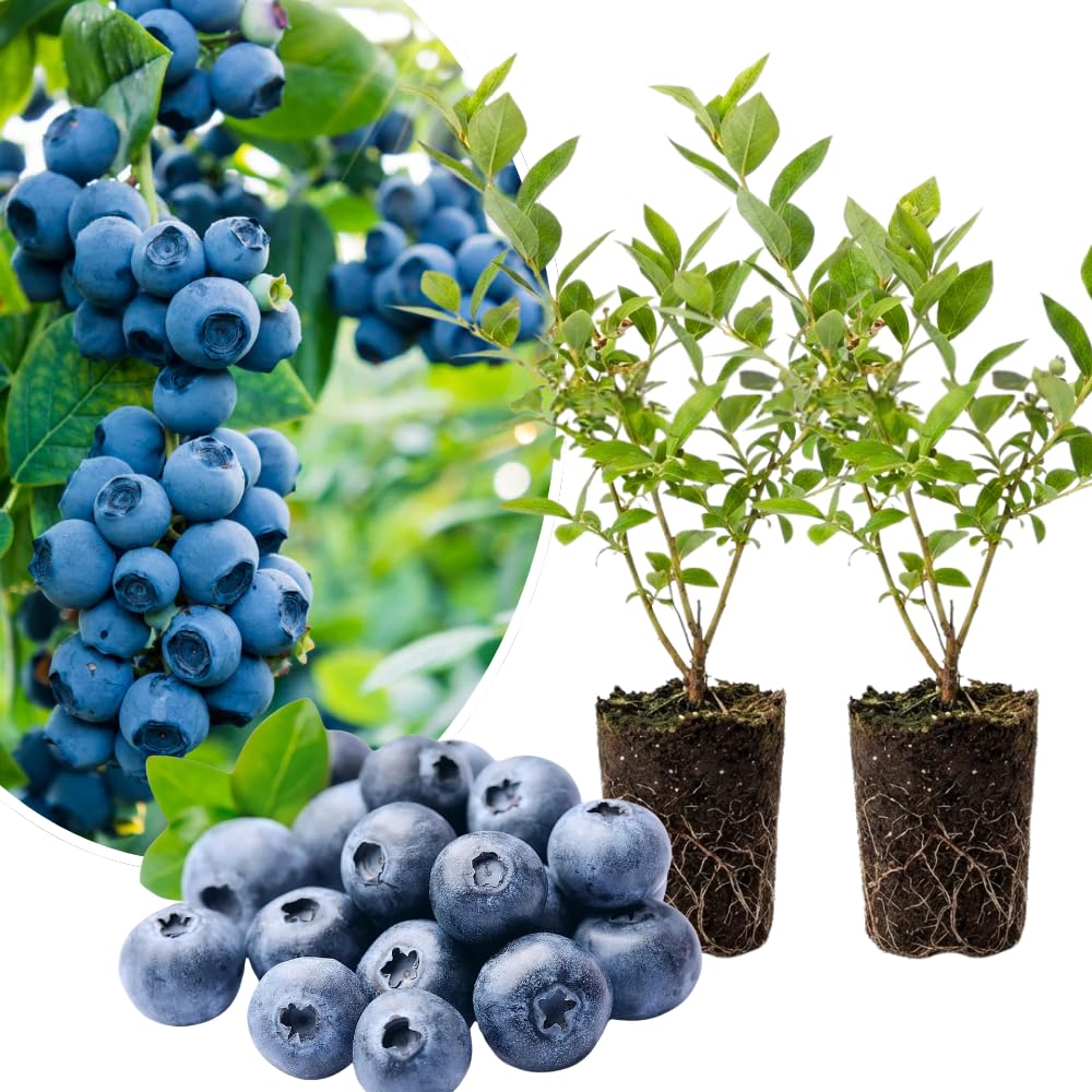 Set 2 Blueberry Bushes Live Plants, Blueberry Plants Live for Planting, Blueberry Fruit Trees, 5-9 Inch Tall (Sharpblue Blueberry)