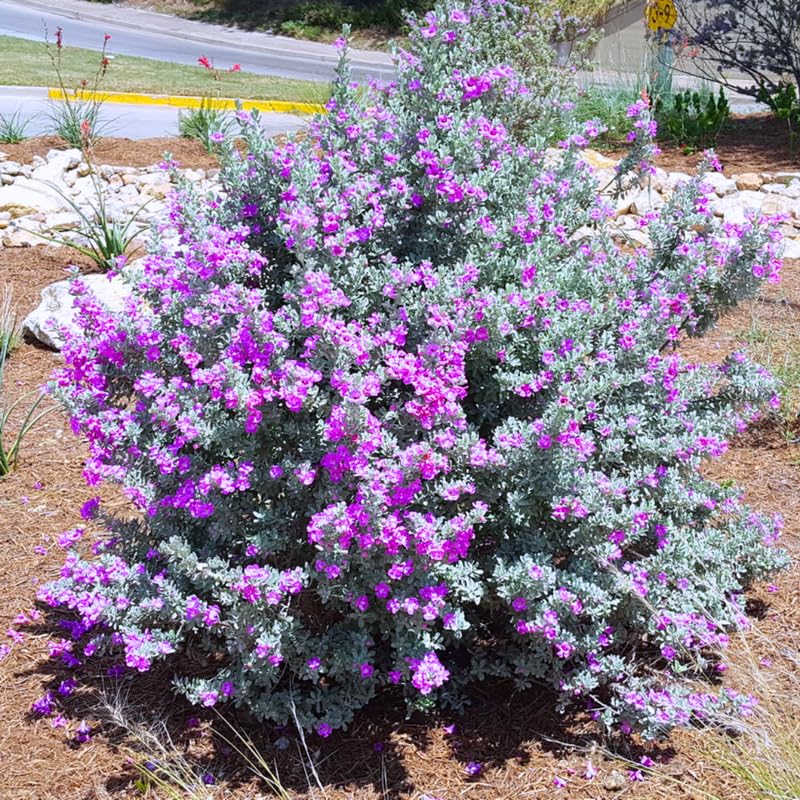 Sets 4 Texas Salvia Sage Plants Live for Spring Planting, Size 4-6" in Tall, Fast-Growing and Quick Flower, Perennial Fragrant Shrubs Bush