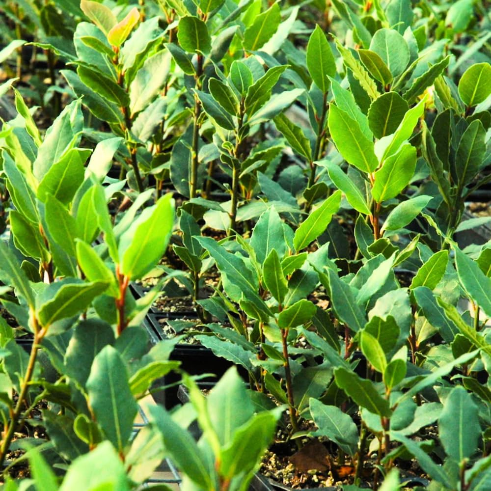 Laurus Nobilis Bay Leaf Plant, Bay Leaf Tree Live Plant, 4-9 Inch Tall, Sweet Bay Laurel Sweet Live Plant