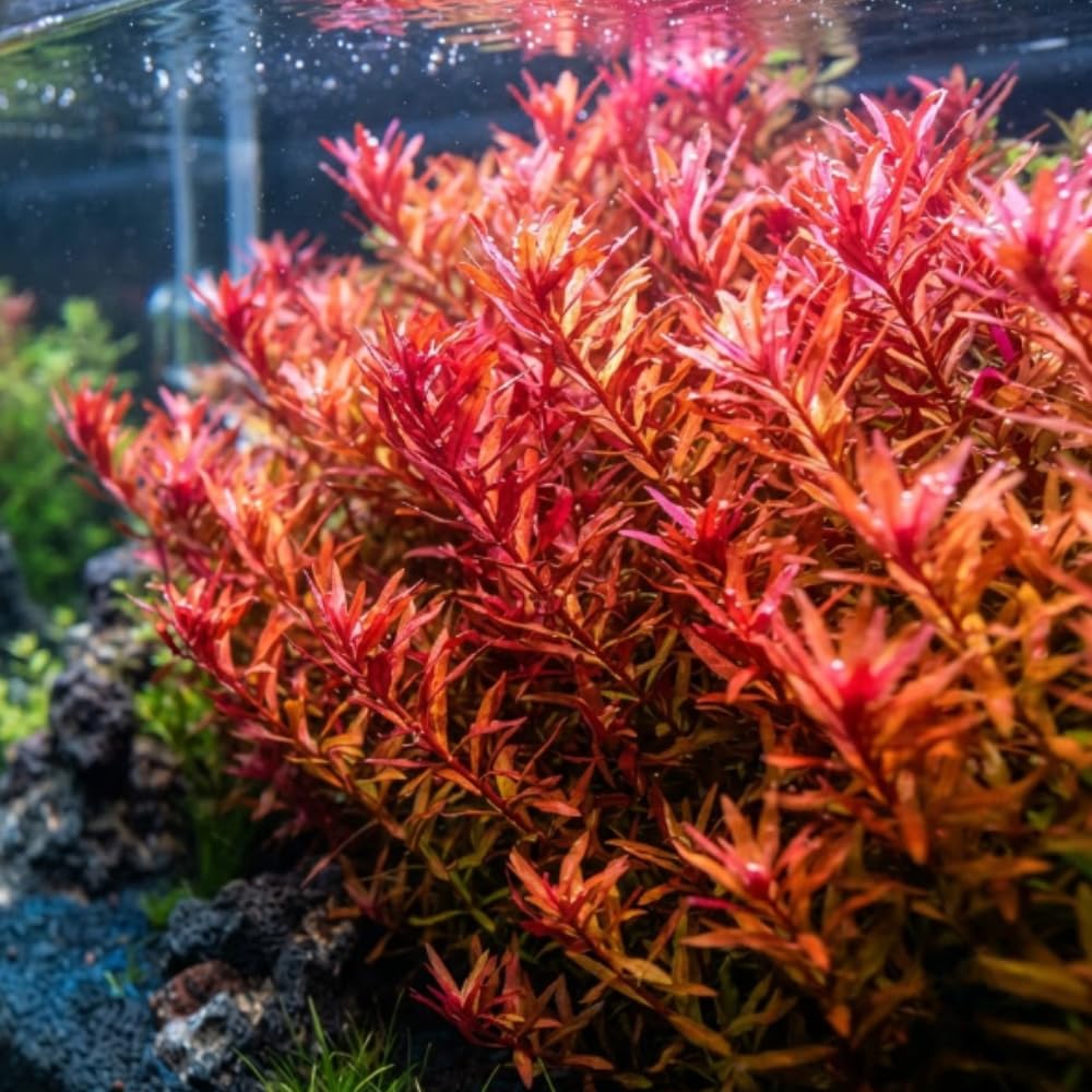 H'ra Red Rotala Aquarium Plant, 1 Bundle Live Stem Plant