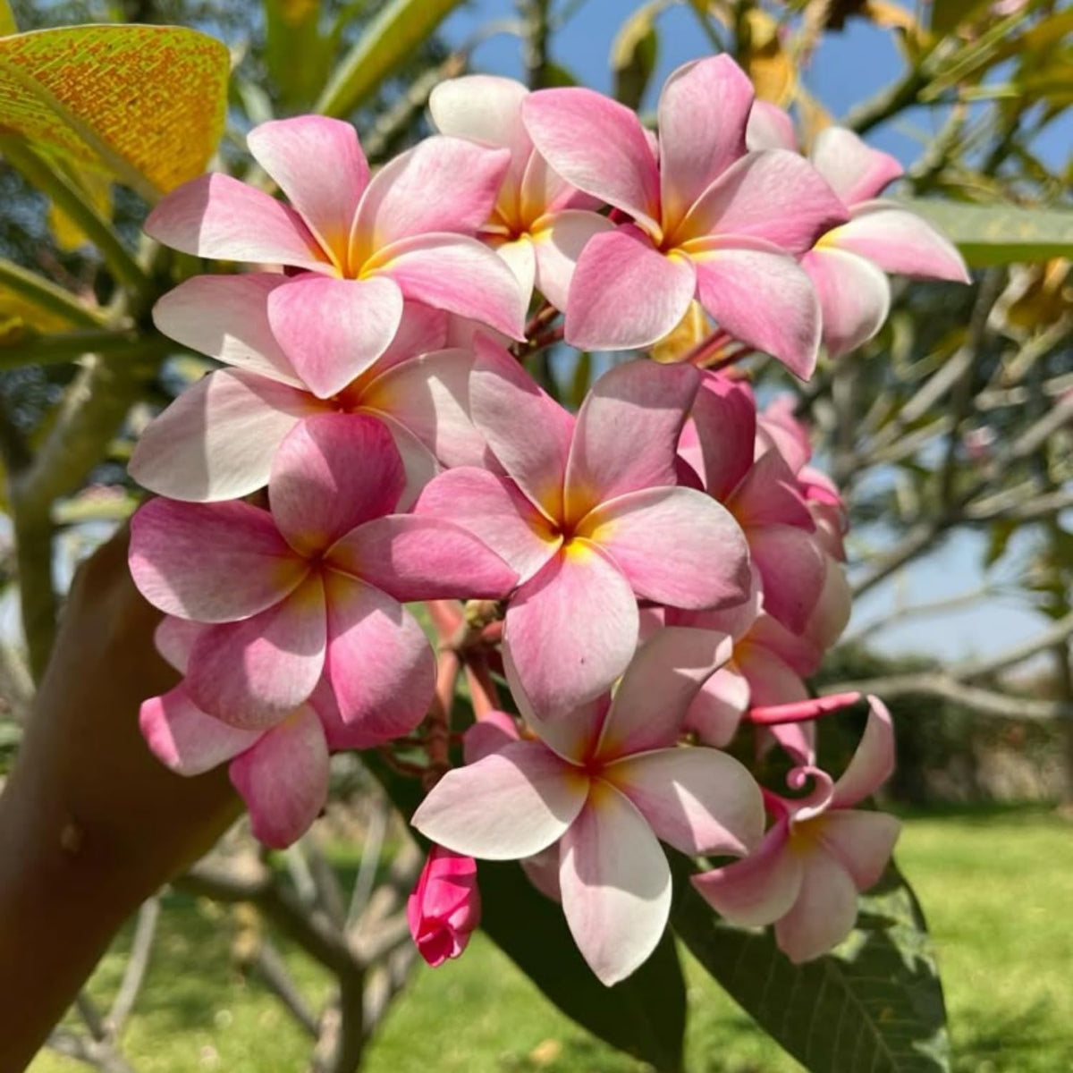 2 Pink Plumeria Cuttings for Planting, Frangipani Flower Cutting, Tropical Flowers Plant for Outdoor Garden, Patio Containers or Indoor Growing
