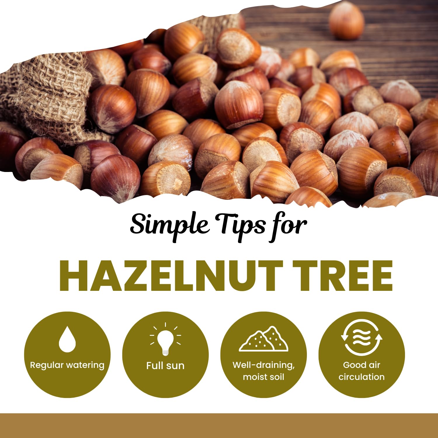 Hazelnut Tree Plant Live, 1-2 Feet Tall Fully Rooted, Fast-Growing Nut Tree, Edible Cold Hardy Fruit Trees, Winter Dormant