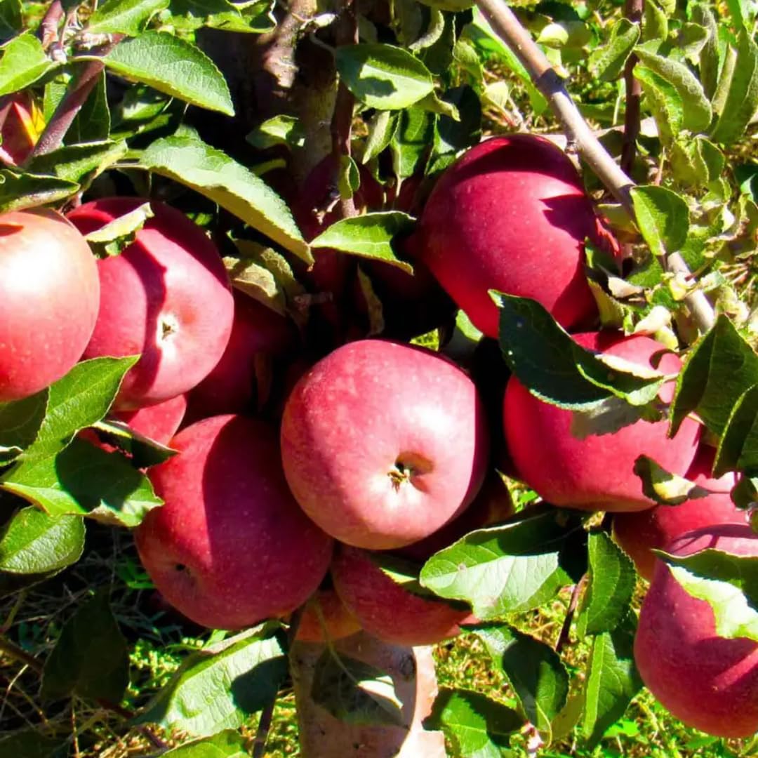 Pink Apple Tree Live Plant Up to 3 Feet, Bare Root Dormant, Spring Break Fruit Sweet Apple Trees Live Plants for Outdoor Planting, Cold Hardy Fruit
