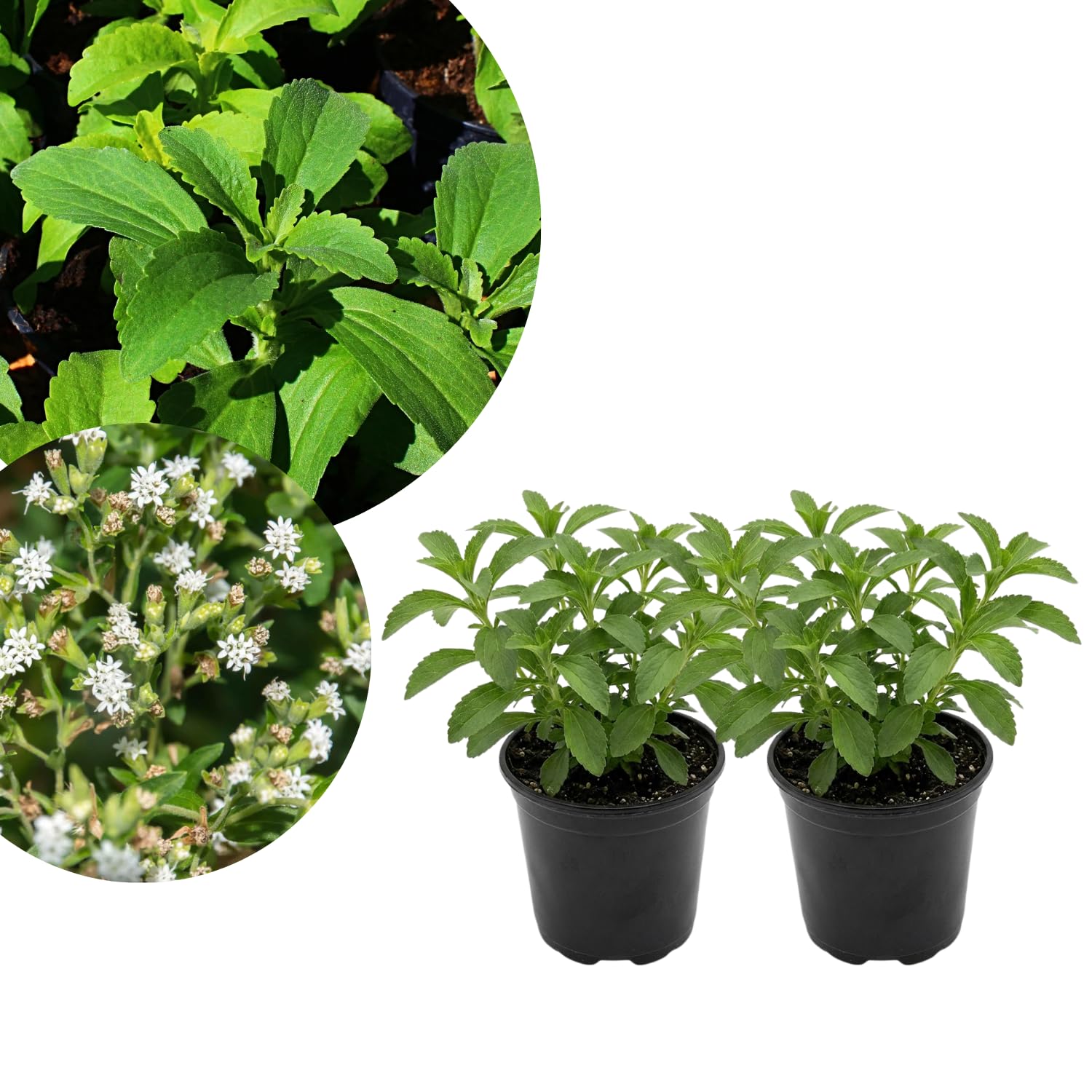 Set of 2 Stevia Plants Live 4–6'' Tall, Fragrant Herb Plant for Containers or Garden Growing, Well Rooted Herbs