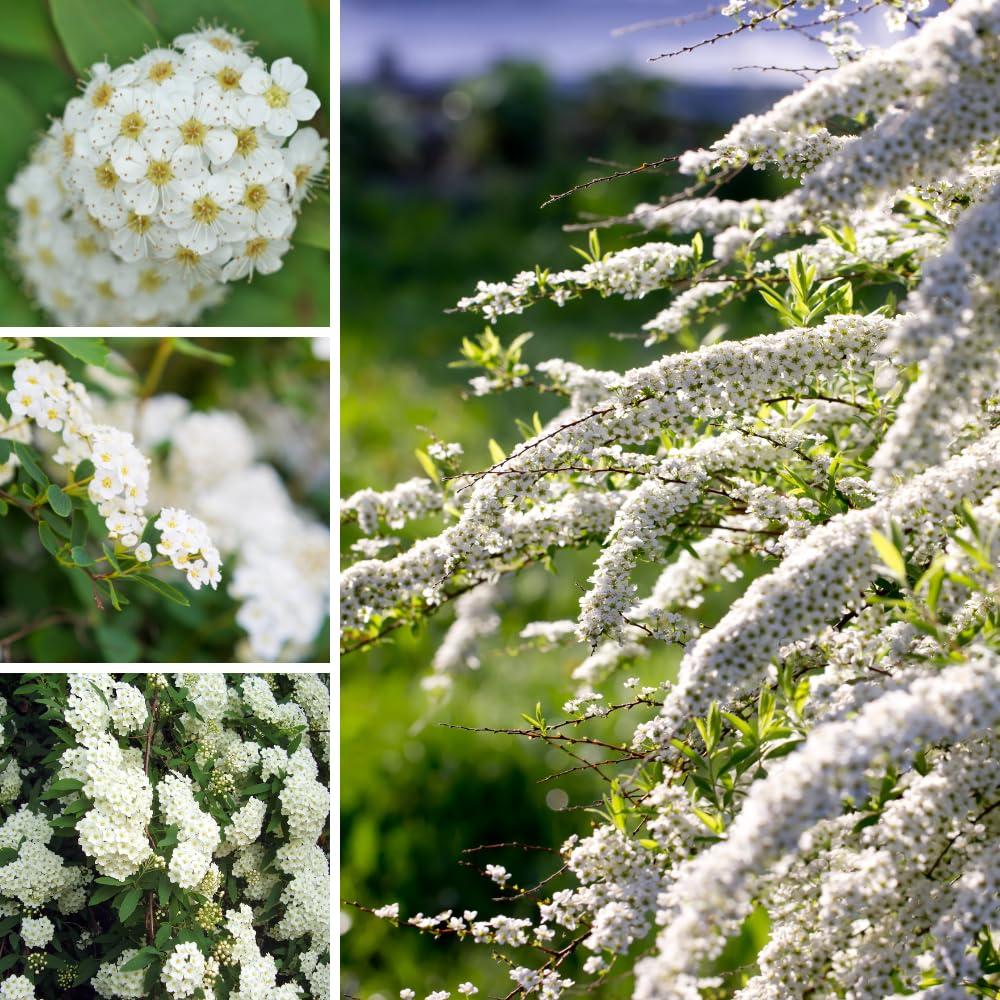 Live White Spirea Quart Pot Plant for Outdoor Garden, Dormant in Winter