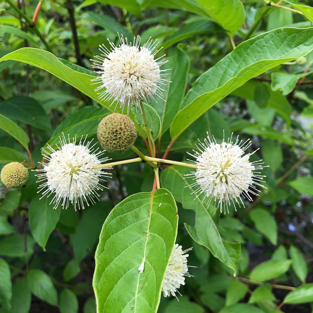 2 Buttonbush Plants Live, 1-2 Feet Height, White Button Bush Shrub for Planting