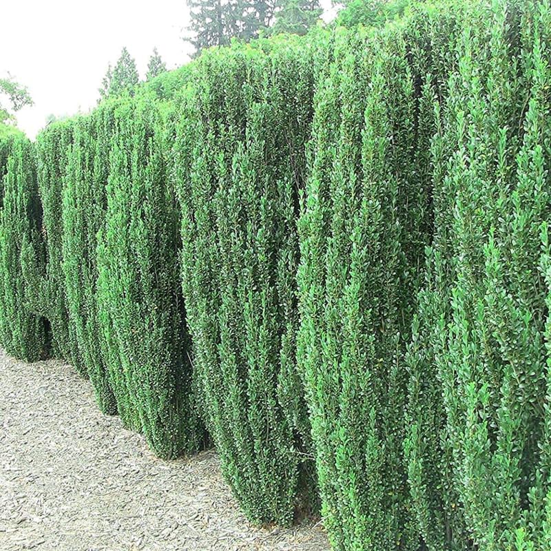 Sky Pencil Holly Tree Live Plant in Quart Pot, Elegant Plant for Landscapes,Yard, Outdoor Planting, Dormant in Winter, Fast Growing Shrub Hardy