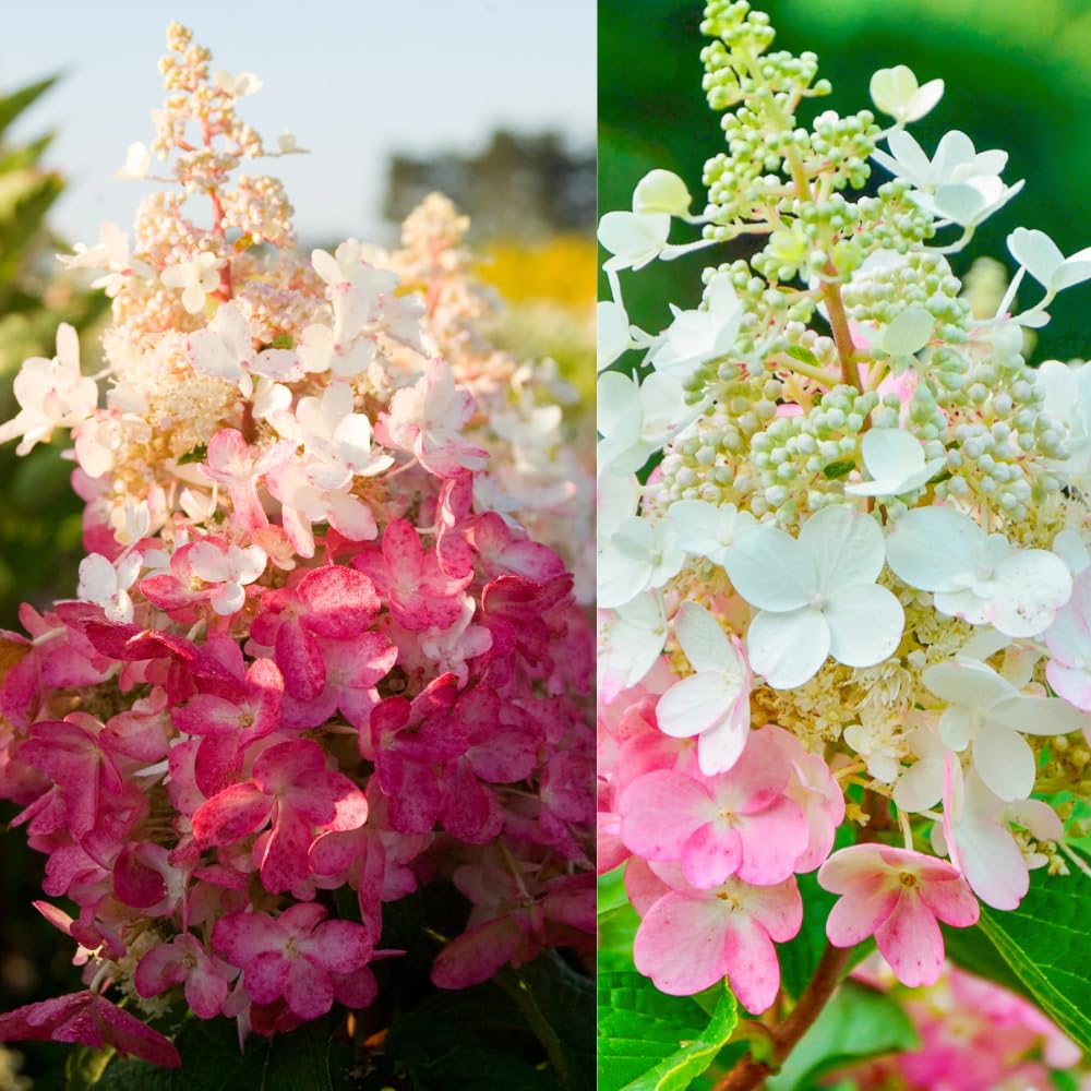 Hydrangea Live Plant, 6-12 Inch Tall, Hardy Flowering Shrub in 2.5" Pot, Outdoor Garden Hydrangea Bush (Pink Hydrangea)