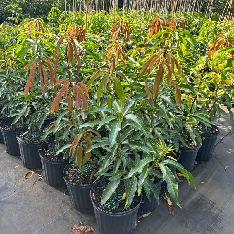 Mango Tree in 3 Gallon Pot, 2-3 Ft Tall Tropical Sweet Mango Fruit Live Plant, Perennial, No Ship to CA