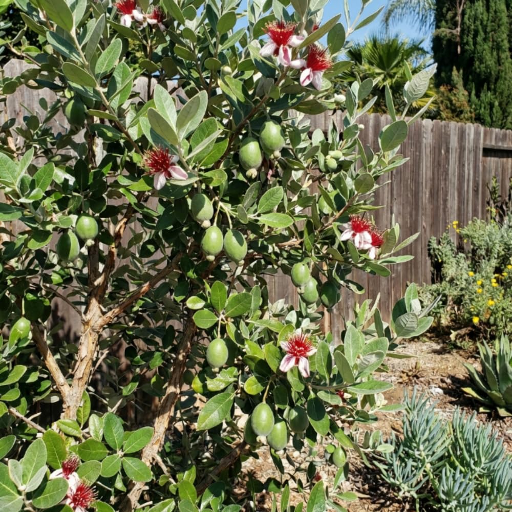 Pineapple Guava Plant Live, Hardy Tropical Guava Plant 3-4 Feet, Guava Fruit Tree Well Rooted in 3 Gallon Pot, No Ship to CA