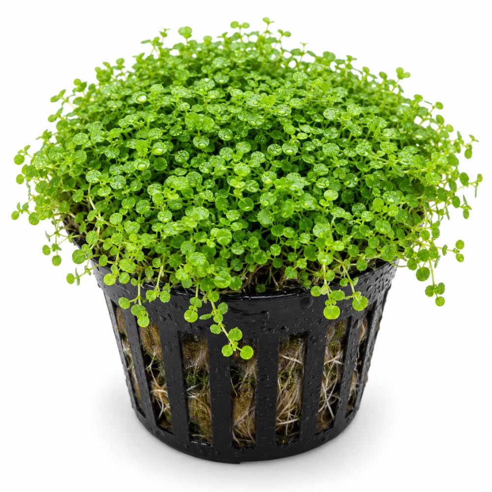 Dwarf Baby Tears Live Aquatic Plant, 1 Portion, Aquarium Plant