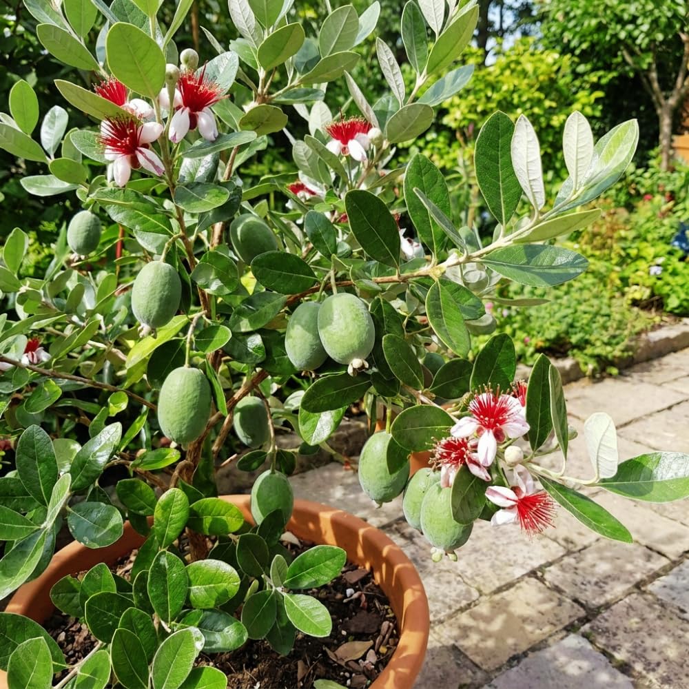 Guava Tree Live Plant, Pineapple Guava Plants Live for Planting, Tropical Fruits Tree for Outdoor Gardening, 1 Feet Tall in 1 Gallon Pot, No Ship to CA