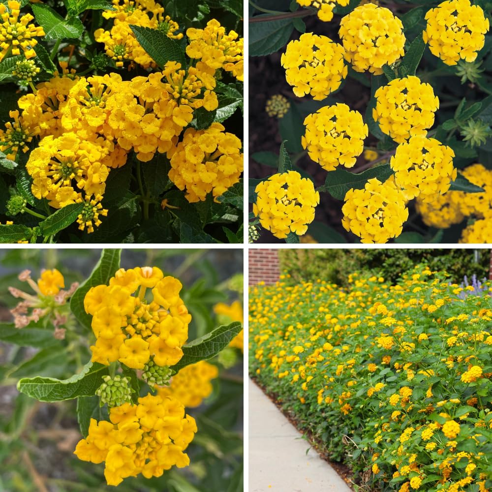 Set of 2 Lantana Plants Live, Trailing Lantana Plant, 4 to 6 Inch Tall for Planting Outdoors (Yellow)