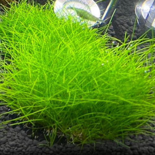 2 Dwarf Hairgrass Plants Live, Aquarium Pond Plants, Freshwater Aquarium Plant, 4 to 6 Inches Tall, Easy to Plant