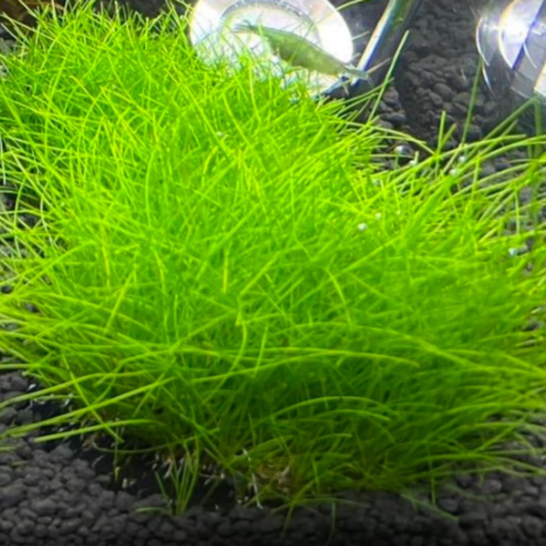 Dwarf Hairgrass Plant Live, Aquarium Pond Plant, Freshwater Aquarium Plant, 4 to 6 Inches Tall