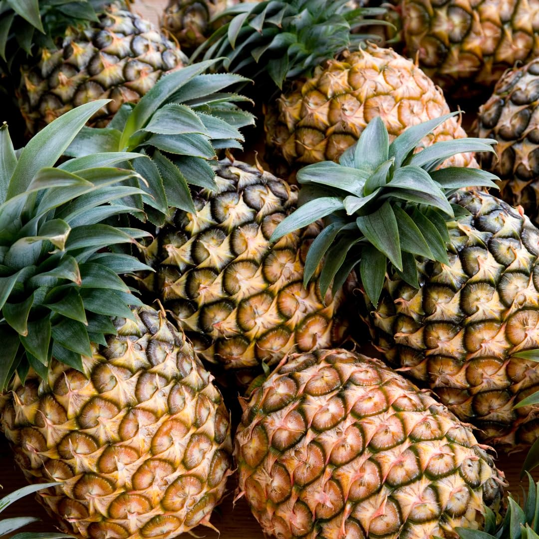 Set 2 Pineapple Plants Live, Sweet Pineapple Shrubs, Tropical Fruit, 4 to 8 Inch Tall for Planting Outdoor (Elite Gold)