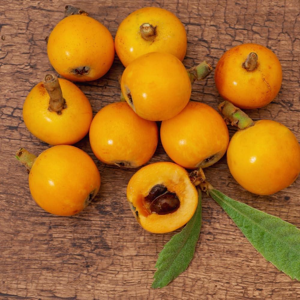 Golden Loquat Tree Plant Live, Loquat Fruit Live Plant, 3 Gallon Pot, Sweet Fruit Garden Outdoor, No Ship to CA