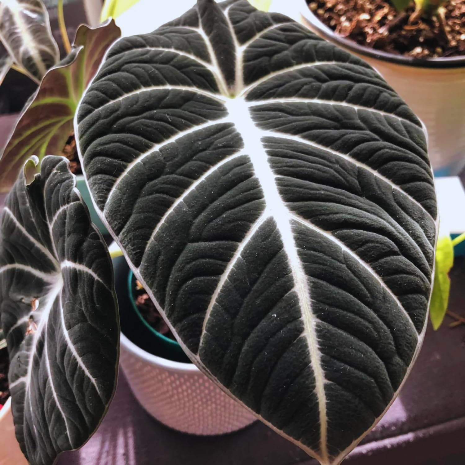 Black Velvet Alocasia Live Plant Houseplant, 4 to 7 Inc Tall, Alocasia Plant Live, Easy to Plant