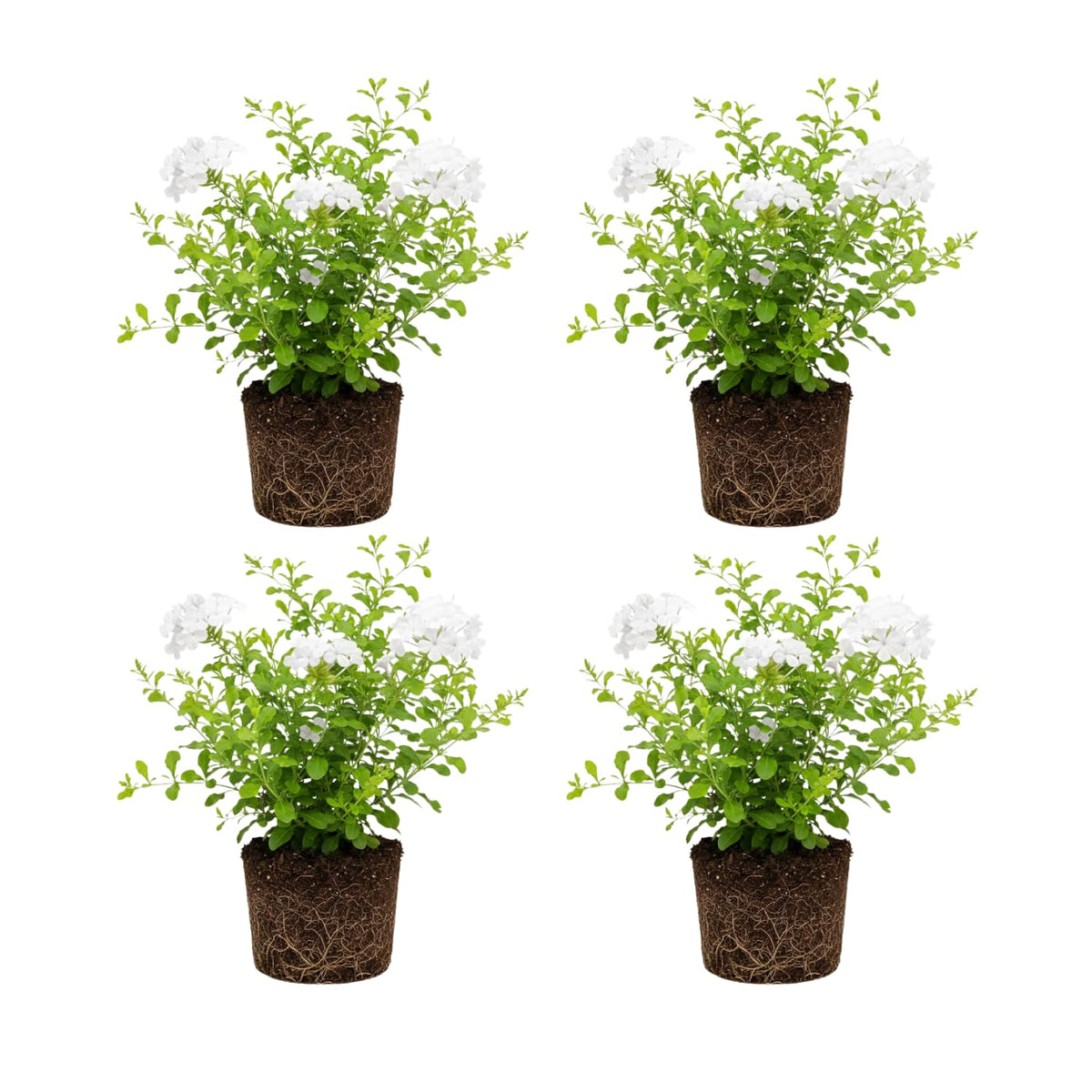 Set 4 Plumbago Plants 4–6'' Tall, Vibrant Flowering Shrubs for Garden or Containers, Well Rooted, Ready to Grow (White)