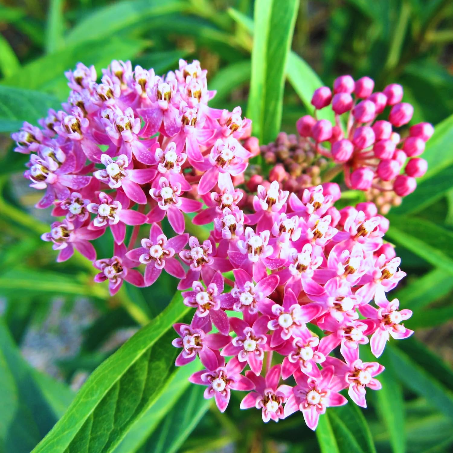 2 Butterfly Milkweed Plants Live, Tropical Milkweed Live Plants, Asclepias Tuberosa Plants, 4-9" Height for Outdoor Planting (Pink Milkweed)