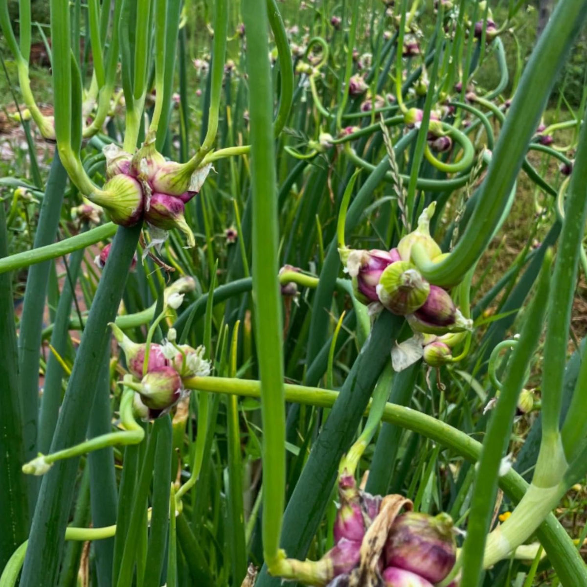 5 Hardy Walking Onion Live Plants, Fresh Vegetable Plant, 5 Inch Tall